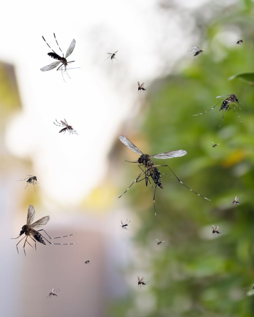 Mosquito-control