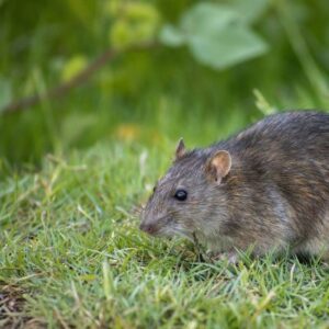 Rodents in garage or attic
