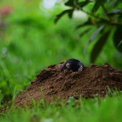 Moles