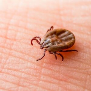Occasional invaders (earwigs, silverfish, beetles)