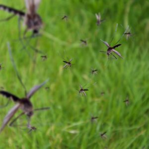  Mosquitoes around yard and deck